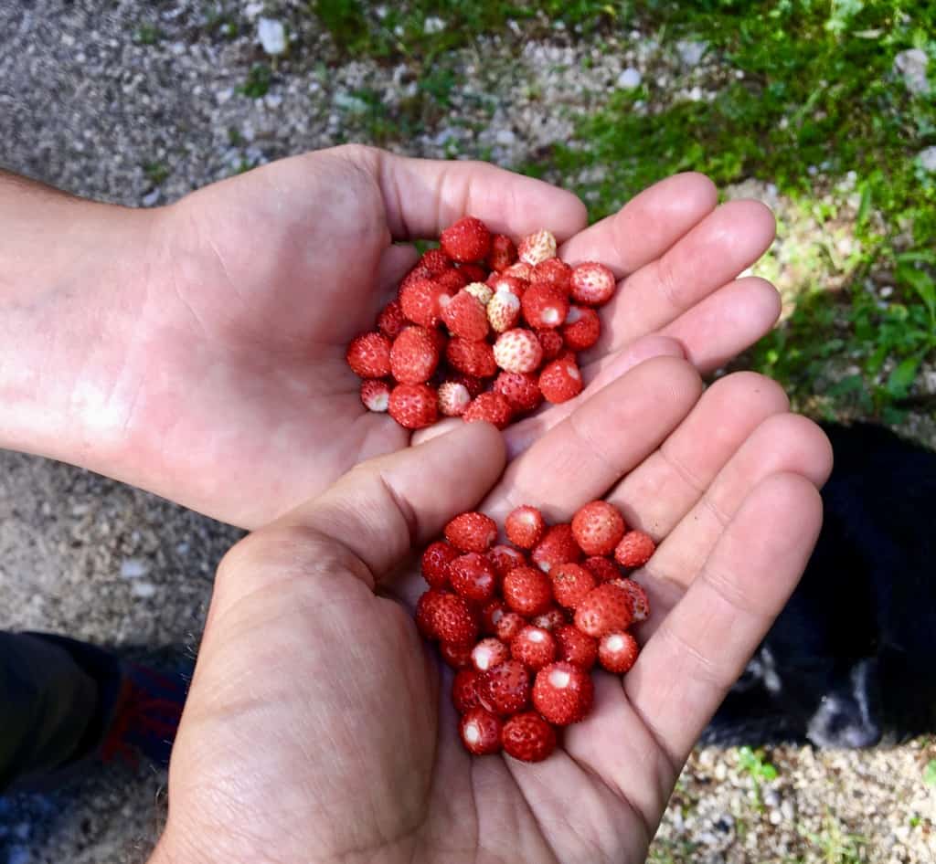 28-Picking-Berries-on-the-Via-Dinarica-Trail.jpg