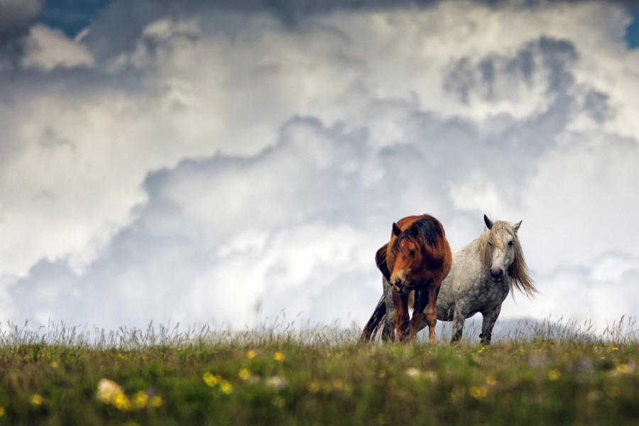 livno-horse-1-900x600.jpg